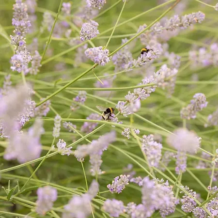 Hotel The Dunraven, Adare