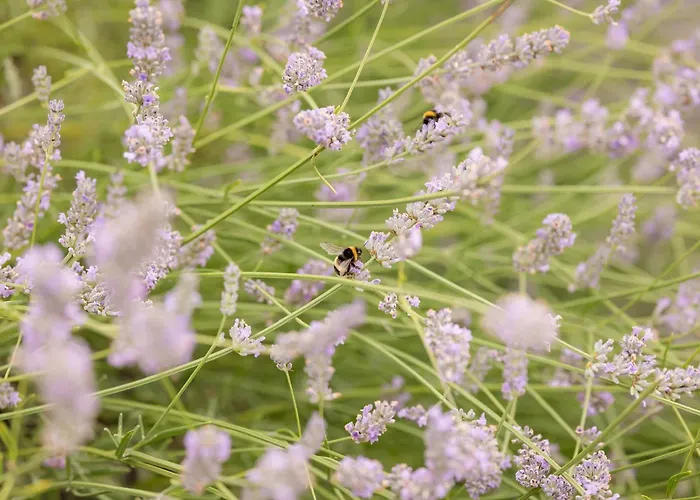 Hotel The Dunraven, Adare